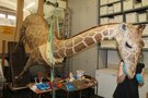 Arbeiten am Modell einer Giraffe, Foto: Robert Illek