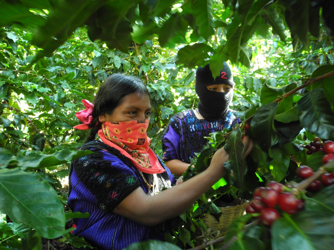 Screening und Vortrag in der Reihe
 
  Globale soziale Ungleichheit, Widerstand, Kultur
 
 mit Dorit Siemers (Aroma Zapatista) und Luz Kerkeling (Gruppe B.A.S.T.A.).