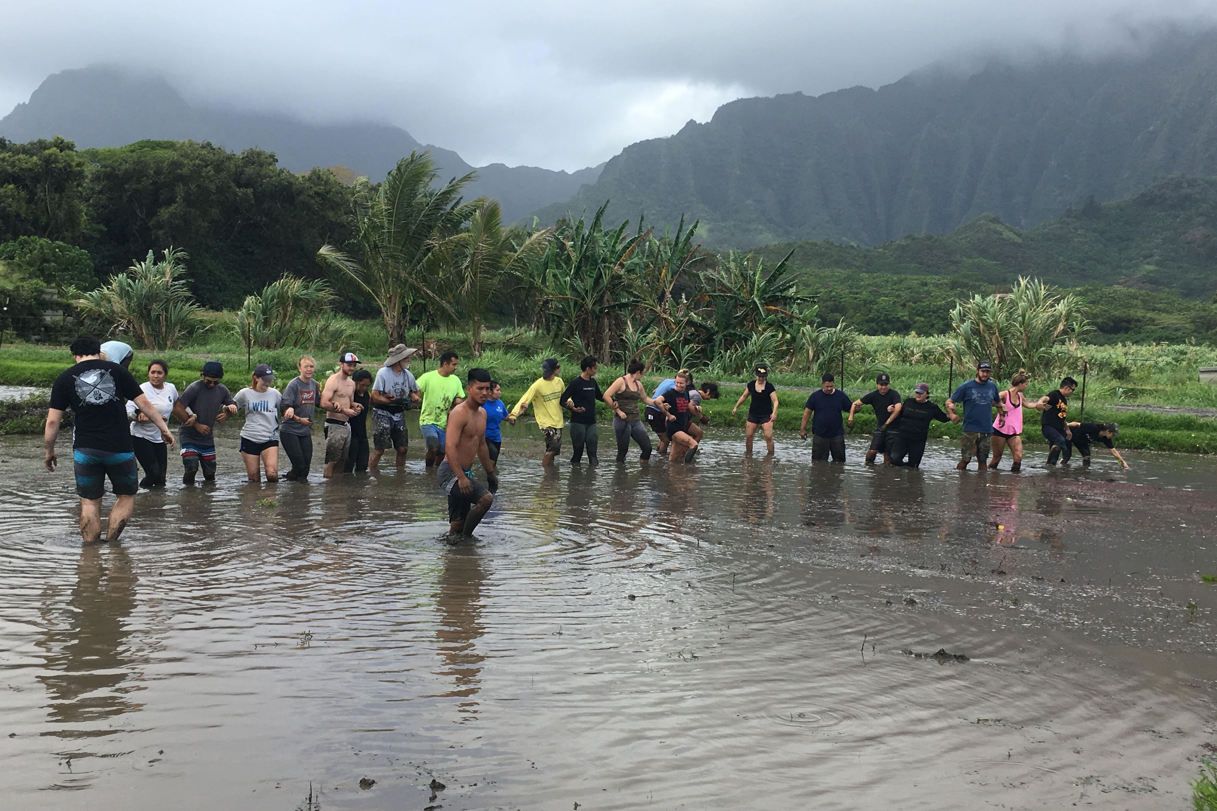 © Jaimey Faris: Kako'o O'iwi work day in the lo'i