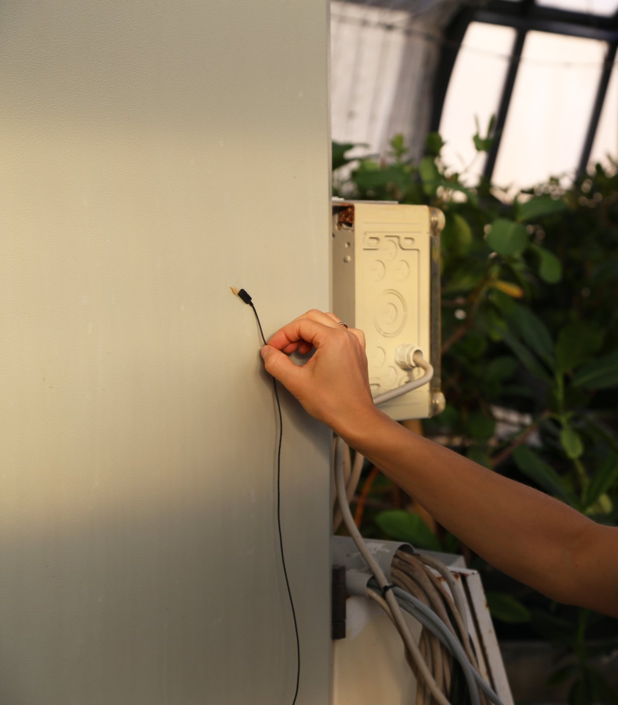 Eine Hand hält ein kleines Mikrofon an ein Blatt einer Pflanze, das an die Wand geklebt ist.