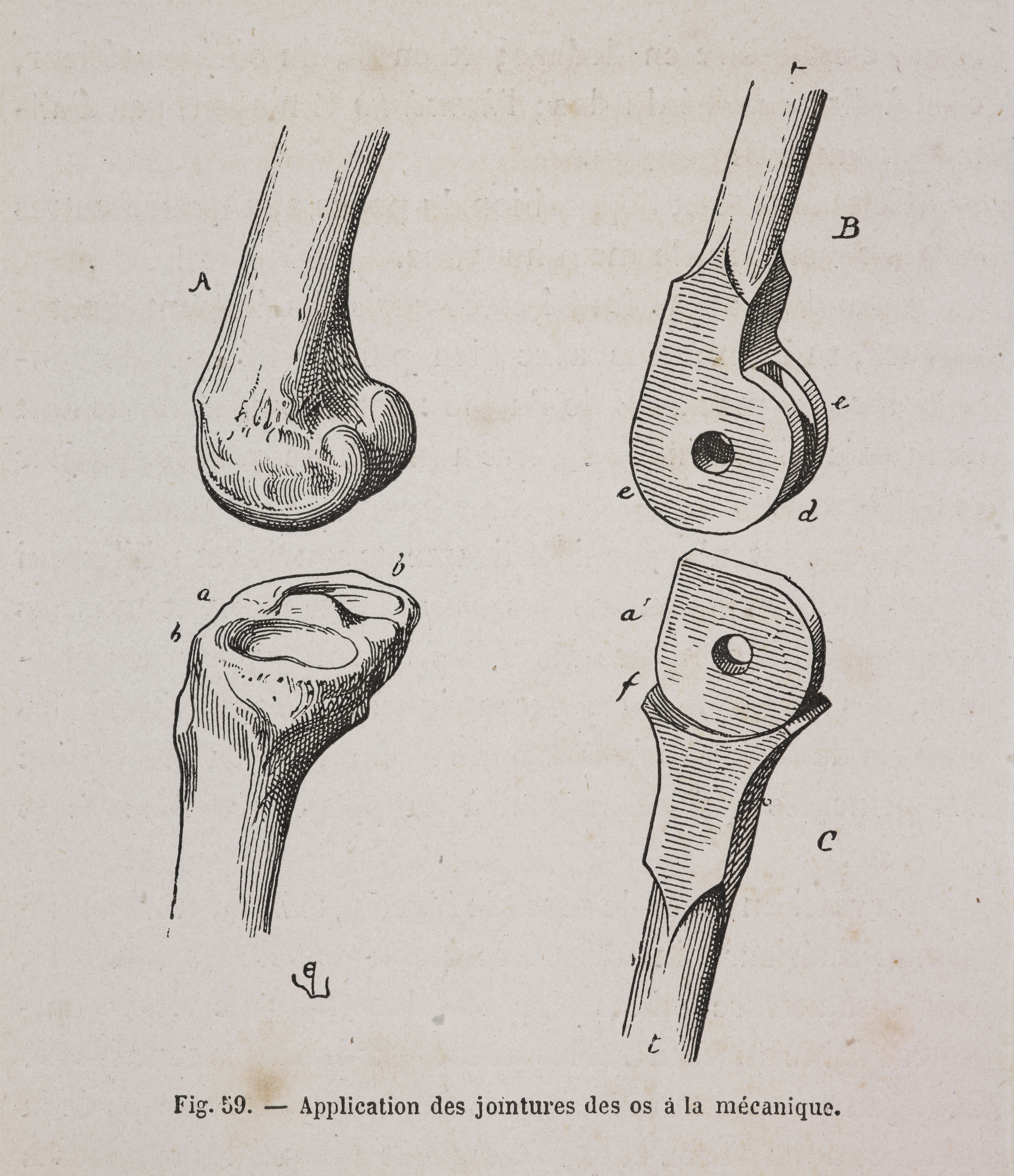 Mechanical Application of Bone Joints, in Eugène- Emmanuel Viollet- le- Duc, [em]Histoire d’un dessinateur: Comment on apprend à dessiner[/em] (1879).