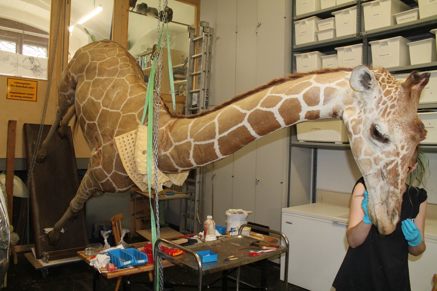 Model of a giraffe; work in progress, Foto: Robert Illek