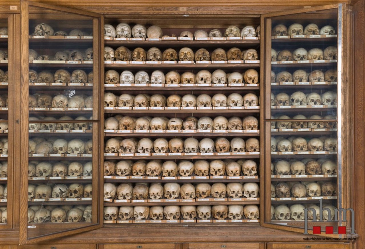 Part of the skeleton collection at the Natural History Museum Vienna; Photo: W. Reichmann