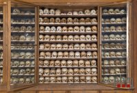 Part of the skeleton collection at the Natural History Museum Vienna; Photo: W. Reichmann