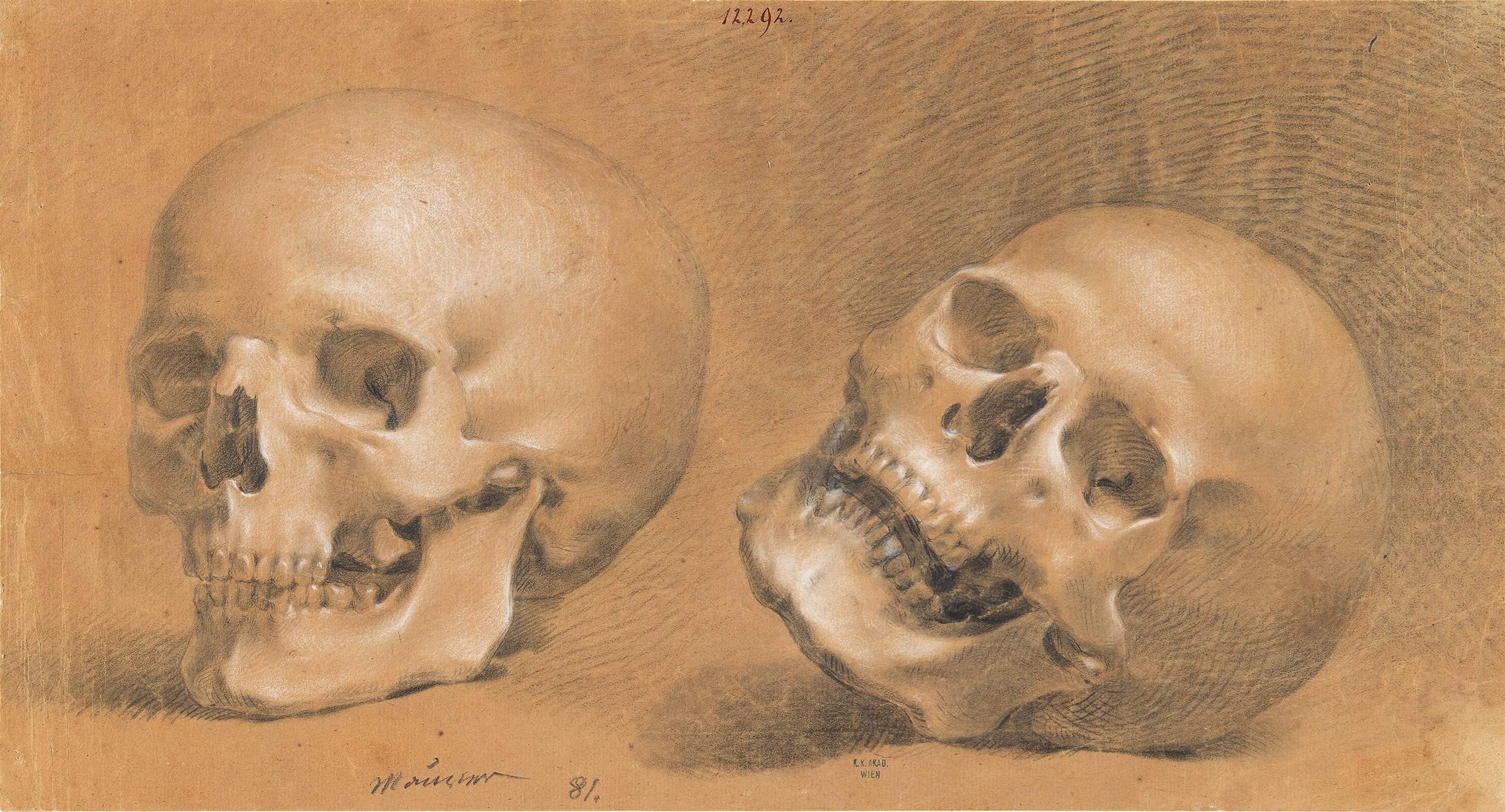 Hubert Maurer, [em]Two Skulls[/em], ca. 1800, chalk on paper © Graphic Collection of the Academy of Fine Arts Vienna