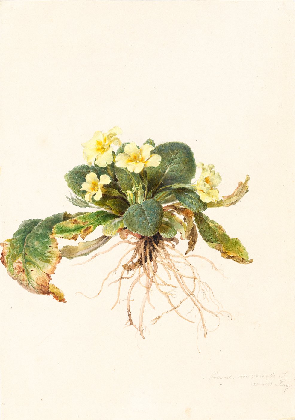 Moritz Michael Daffinger, [em]Primula veris acaulis L. (Common Primrose)[/em], around 1830–1849, watercolor, preliminary drawing with pencil on paper © Graphic Collection of the Academy of Fine Arts Vienna