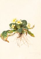 Moritz Michael Daffinger, [em]Primula veris acaulis L. (Common Primrose)[/em], around 1830–1849, watercolor, preliminary drawing with pencil on paper © Graphic Collection of the Academy of Fine Arts Vienna