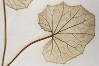 Anna Artaker, nature imprint of a butterbur (detail) from the series [em] The Pencil of Nature, [/em] 60 x 43,5 cm, 2017