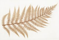 Anna Artaker, from the series [em] The Pencil of Nature [/em] nature print of a fern, 2017 [br] Photo © Ulrich Dertschei [br]